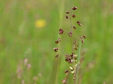 Rispe des Mittleren Zittergrases