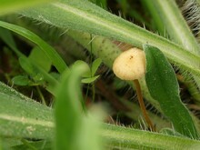 Raustieliger Ackerling, Agrocybe pediades