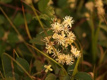 Gewöhnliche Waldrebe