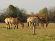 Przewalski-Pferde beim Grasen