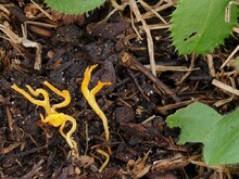 Safrangelbe Wiesenkoralle?