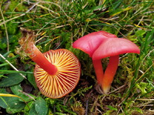 Hygrocybe coccinea, Kirschroter Saftling