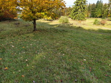 Durchfeuchteter Magerrasen am schattigen Waldrand