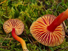 Kirschroter Saftling, Hygrocybe coccinea