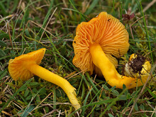 Blattwanzen-Saftling, Hygrocybe quieta