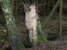 Weidenstumpf mit Überzug