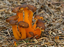 Zweite Gruppe