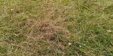 Im Gras eingebettete Fruchtkörper