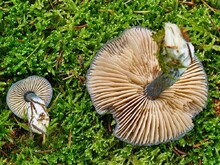 Hutunterseiten mit Lamellen