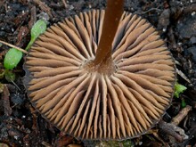 Hutunterseite mit Lamellen