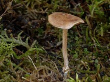 Hut ungerieft, Stiel weiß-flockig