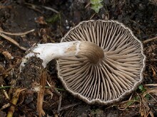 Lamellen am Stiel herablaufend