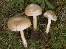 Hüte teils mit Wasserflecken