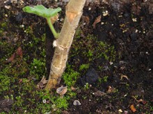 Fruktifikation im Blumenkasten