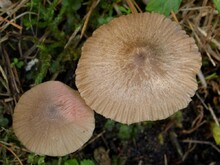 Hut mit Sporenablagerung