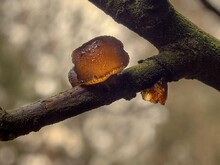 Fruchtkörper #3