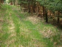 Weg zwischen Fichtenparzellen