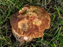 Fraßstellen teils rötlich gefärbt