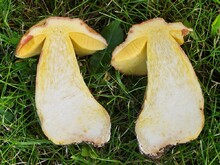 Fleisch mit gelben Streifen