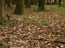 Fundstelle im Mischwald
