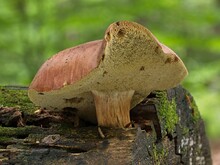 Wuchs auf finalmorschem Holz