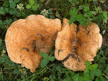 Konzentrische zonierte Hüte