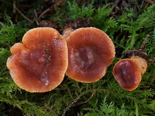 Hutoberfläche glänzend