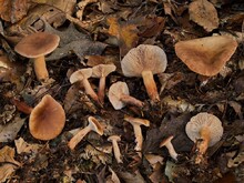 Fruchtkörper im Buchenfalllaub