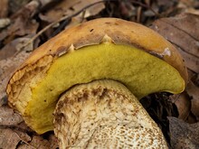 Hutrand die Röhren überragend