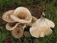 Lamellen dicht gedrängt