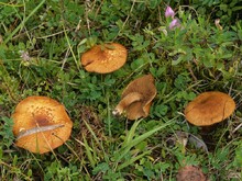 Fruchtkörper neben Hauhechel