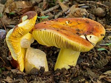 Stiele lebhaft gelb überhaucht