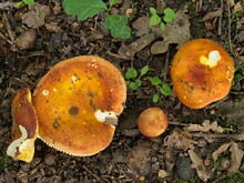 Hüte freudig orange-gelb