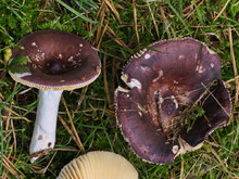 Buckel im Alter verflachend 