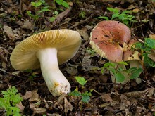 Hüte wechselfarbig rot, braun,