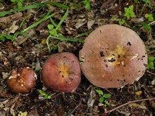 Hutrand oft höckerig-gerieft