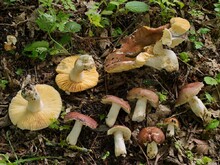 Verschieden alte Exemplare