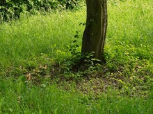 Wuchs rings um eine Hainbuche