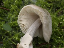 Lamellen und Stielrinde