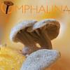 Omphalina 4(2) Cover