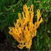 Safrangelbe Wiesenkoralle (Ramariopsis crocea)
