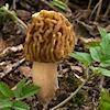 Böhmische Verpel (Verpa bohemica)
