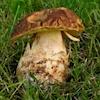 Gefleckthütiger Röhrling (Hemileccinum depilatum)