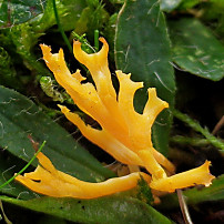 Geweihförmige Wiesenkoralle