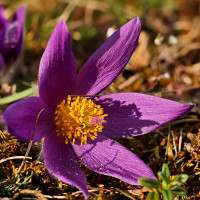 Kuhschellenblüte