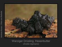 Warziger Drüsling, Hexenbutter, Exidia nigricans