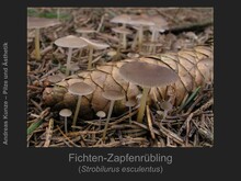 Fichten-Zapfenrübling, Strobilurus esculentus