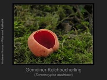Gemeiner Kelchbecherling, Sarcoscypha austriaca