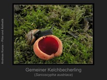 Gemeiner Kelchbecherling, Sarcoscypha austriaca