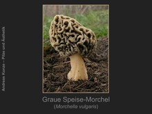 Graue Speise-Morchel, Morchella vulgaris